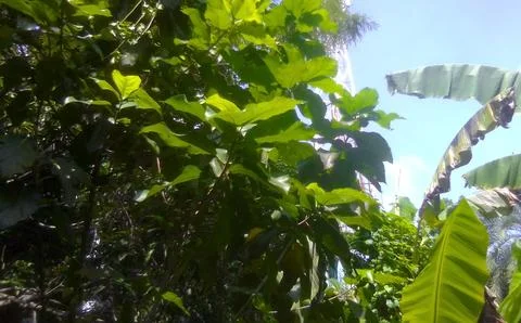 Nature with Tree 스톡 사진