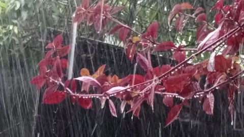 Nature tree of red Stock Footage 221119827