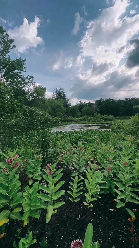 Nature, tree, sky, landscape, forest, trees, summer, mountain, clouds, Stock Footage 246822506