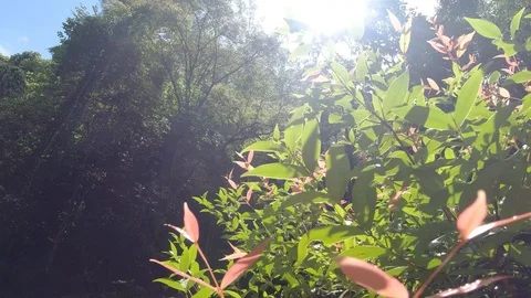 Nature tree in sun light on natural forests. Stock Footage 112654545