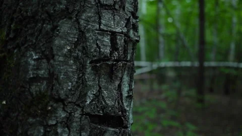 Nature -  A tree with traces of an axe. The background is blurredProject Stock Footage 157974666