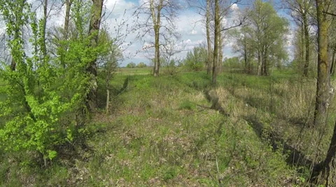 Nature. Tree trunks in spring. Aerial. Video stock 37431760