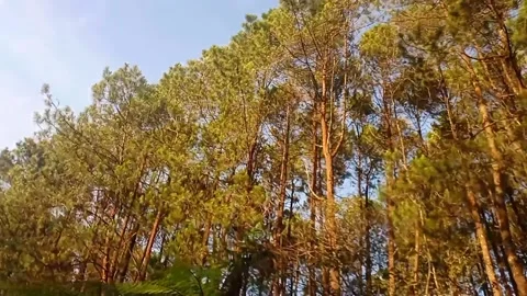 Nature Tree view Video stock 236679360