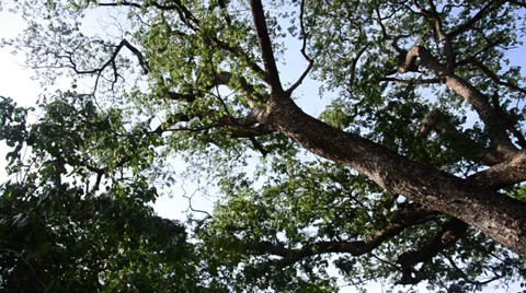 Nature tree wind and bird at public park in Nonthaburi Thailand Video stock 39154869