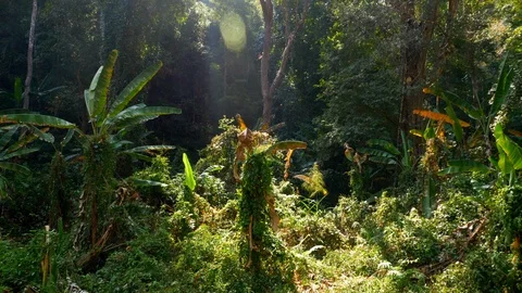 Nature | Trees and sun rays | 4K Stock Footage 126588052