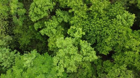 Nature trees background  top view by drone Stock-Fotos