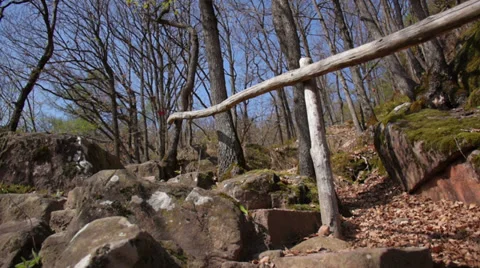 Nature, trees (camera slider) Stock Footage 37663143