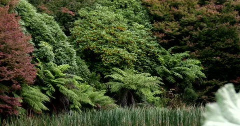 Nature Trees Clip0143 Video stock 195652520