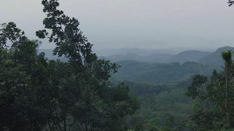 Nature Trees Video stock 288847609