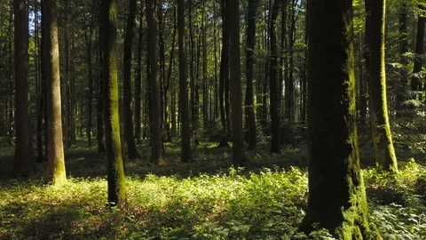 Nature Trees Forest Landscape Environment Scenery Video stock 92680191