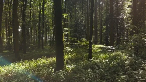 Nature Trees Forest Landscape Environment Scenery Video stock 92681232