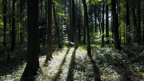 Nature Trees Forest Landscape Environment Scenery Video stock 92681787