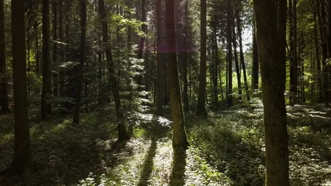 Nature Trees Forest Landscape Environment Scenery Video stock 92684770