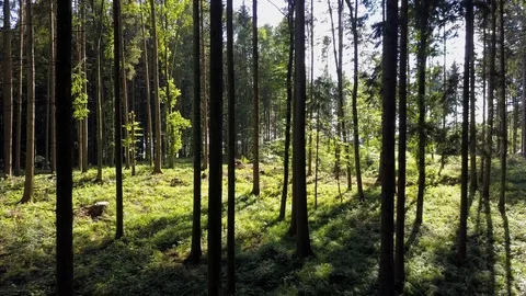 Nature Trees Forest Landscape Environment Scenery Video stock 92686390