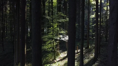 Nature Trees Forest Landscape Environment Scenery Stock Footage 92687220