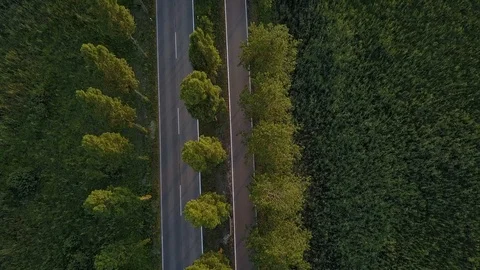 Nature Trees Forest Landscape Environment Scenery Video stock 92699104