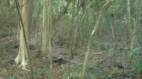 Nature Trees in a Forest PAN Stock Footage 1216375