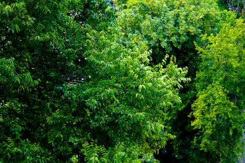 Nature trees 스톡 사진
