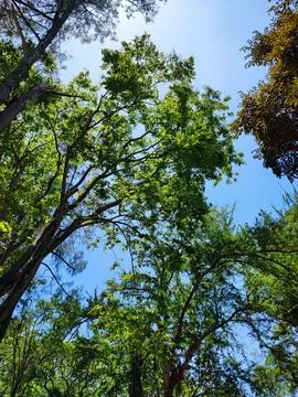 Nature Trees 写真素材