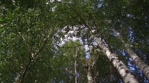 Nature trees sky camera takes off and rotates Stock Footage 113948734