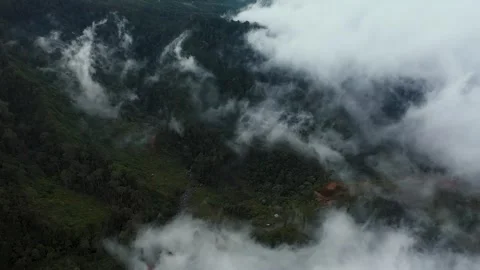 Nature tropical forest Stock Footage 246631853