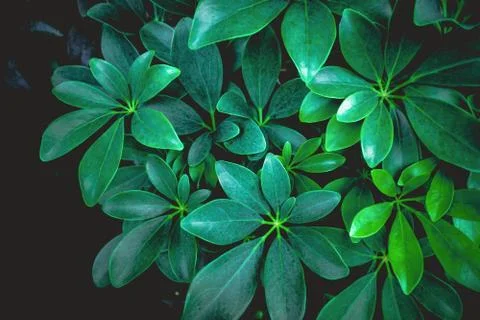 Nature Tropical leaf texture background Stock Photos