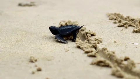 Nature, Tukik, Turtle, Live, Survive, Ocean Stock Footage 247635223
