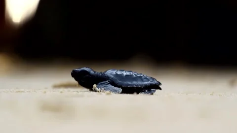 Nature, Tukik, Turtle, Live, Survive, Ocean Stock Footage 247635224