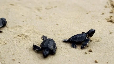 Nature, Tukik, Turtle, Live, Survive, Ocean Stock Footage 247635366