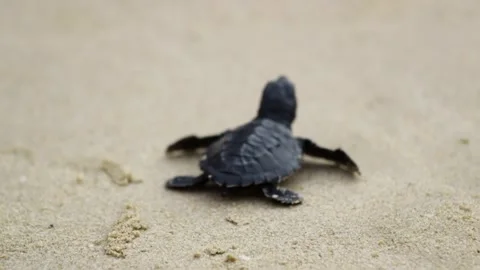 Nature, Tukik, Turtle, Live, Survive, Ocean Stock Footage 247635367