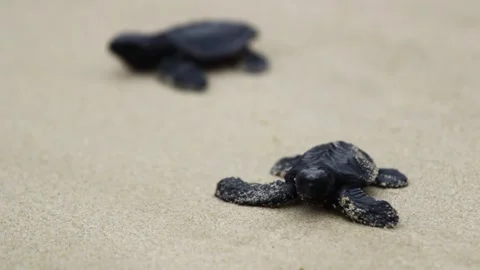 Nature, Tukik, Turtle, Live, Survive, Ocean Stock Footage 247635462