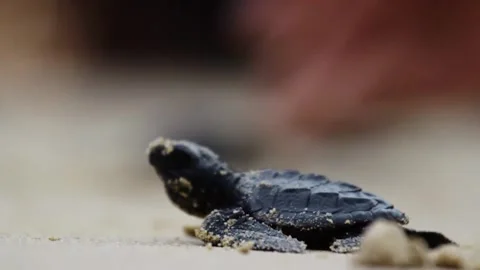 Nature, Tukik, Turtle, Live, Survive, Ocean Stock Footage 247635479