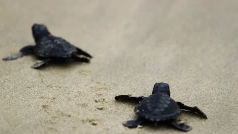 Nature, Tukik, Turtle, Live, Survive, Ocean Stock Footage 247635484