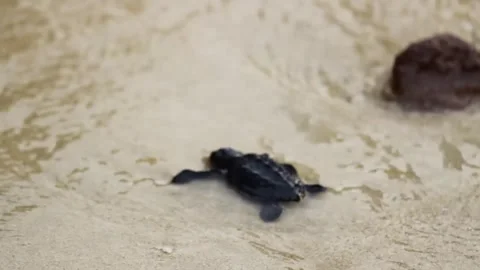 Nature, Tukik, Turtle, Live, Survive, Ocean Stock Footage 247635575