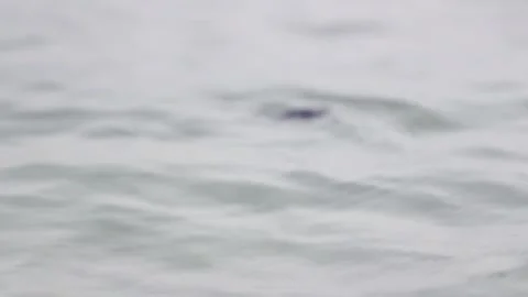 Nature, Tukik, Turtle, Live, Survive, Ocean Stock Footage 247635985