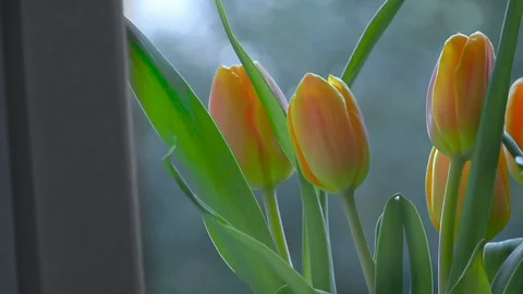 Nature Tulips On Windowsil Stock Footage 108178769