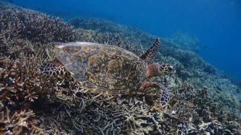 Nature turtle close up Stock Footage 90001440