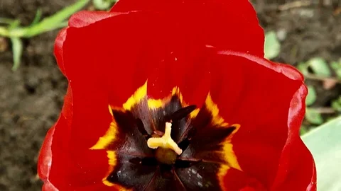 7 Ty Stock Videos – Royalty-Free HD & 4K Videos | Pond5