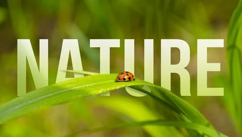 Nature typography with Ladybug on a leaf of grass in foreground, with blurred Stock Photos