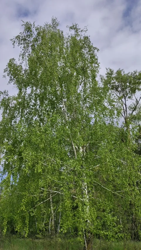 Nature of Ukraine. Birch. 스톡 동영상 308797652