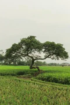 Nature Unique Tree Stock Photos