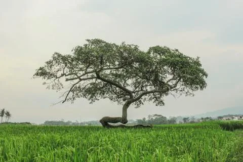 Nature Unique Tree Foto stock