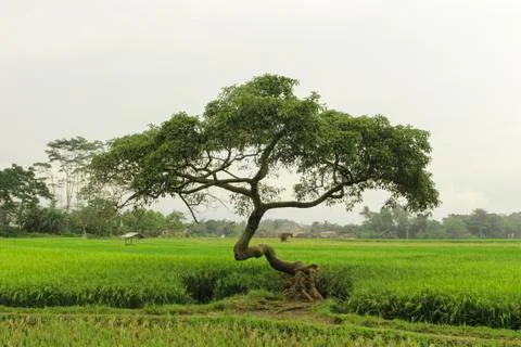 Nature Unique Tree Foto stock