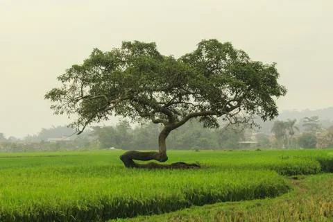 Nature Unique Tree Stock Photos