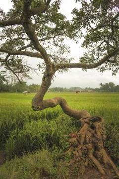 Nature Unique Tree Foto stock
