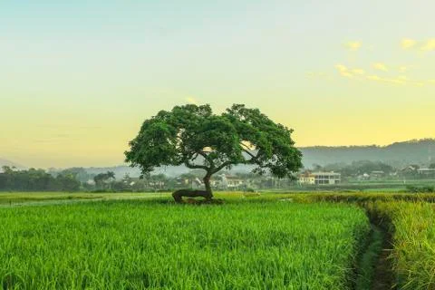 Nature Unique Tree Foto stock