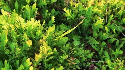Nature vegetation Stock Footage 153900236