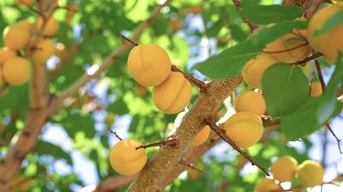 Nature video from apricot tree in summer Stock Footage 317291786