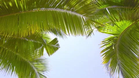 Nature video. Closeup palm tree animated with wind in nature. Palm tree and sky  Stock Footage 143899962