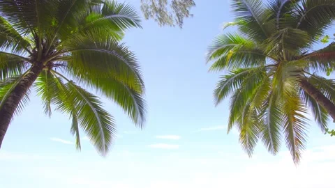 Nature video. Closeup palm tree animated with wind in nature. Palm tree and sky  Vídeos de archivo 143900205